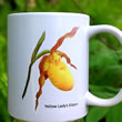 mug DS-005 Cypripedium parviflorum 7026